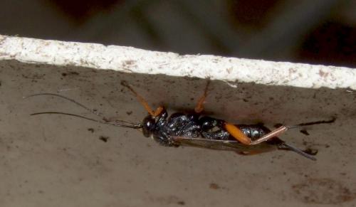 Réf. 107 114 : Pimpla rufipes