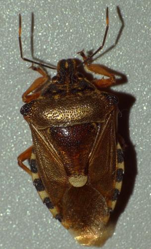 Pinthaeus sanguinipes