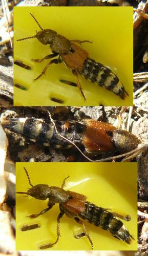 Réf. 107 862 : Platydracus flavopunctatus