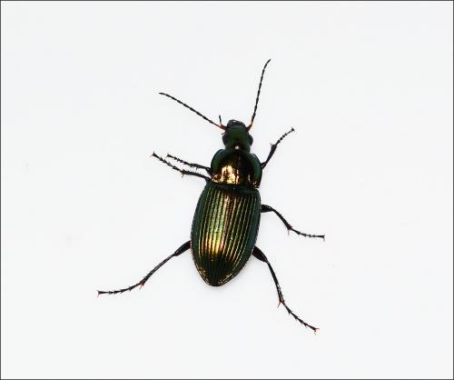 Poecilus cupreus