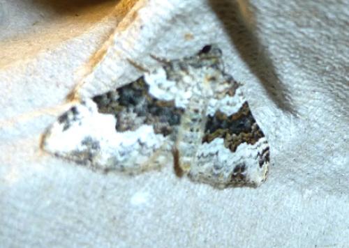 Réf. 107 502 : Epirrhoe galiata