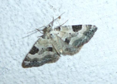 Perizoma blandiata