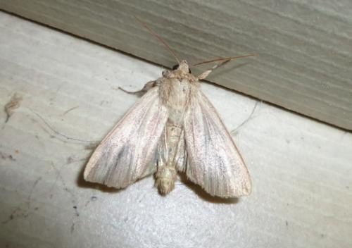 Réf. 107 422 : Mythimna pudorina