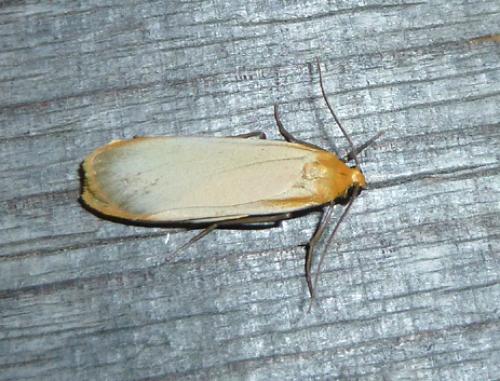Eilema depressa