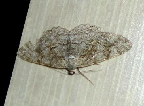 Réf. 107 505 : Alcis repandata