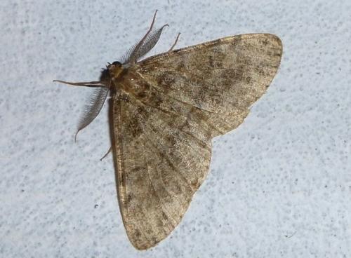 Réf. 107 417 : Deileptenia ribeata