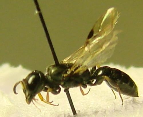 Réf. 107 855 : Polemistus abnormis