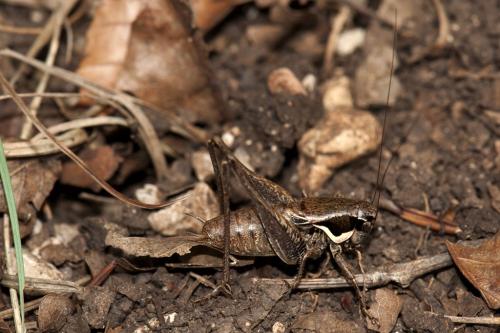 Réf. 107 054 : Pholidoptera femorata