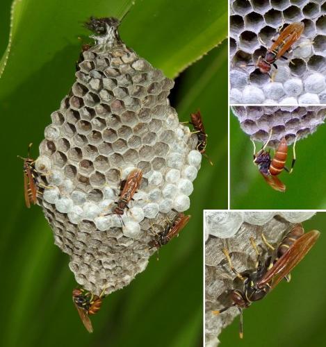Polistes crinitus