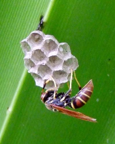 Polistes crinitus