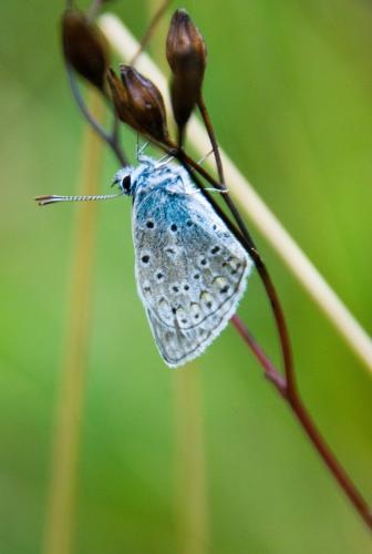 Polyommatus sp.