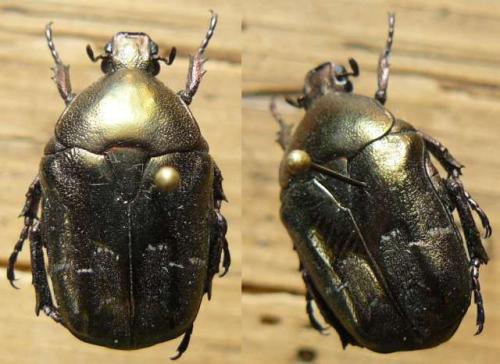 Potosia fieberi