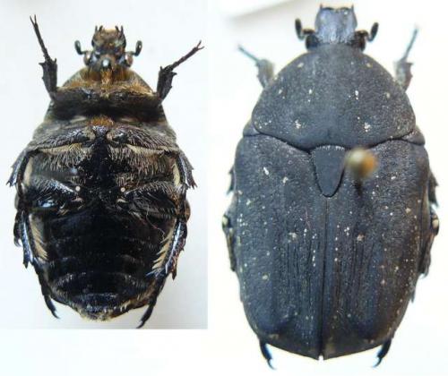 Netocia morio