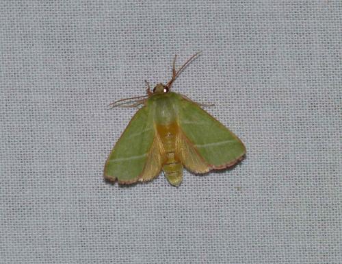Pseudoips prasinana