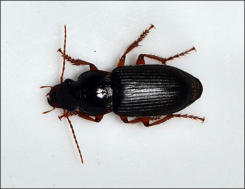 Pseudoophonus rufipes