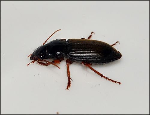 Pseudoophonus rufipes