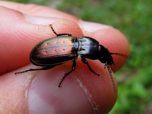 Pterostichus bicolor