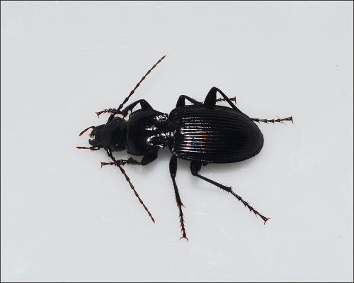 Pterostichus cristatus