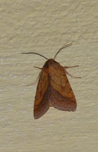 Réf. 107 122 : Pyrrhia umbra