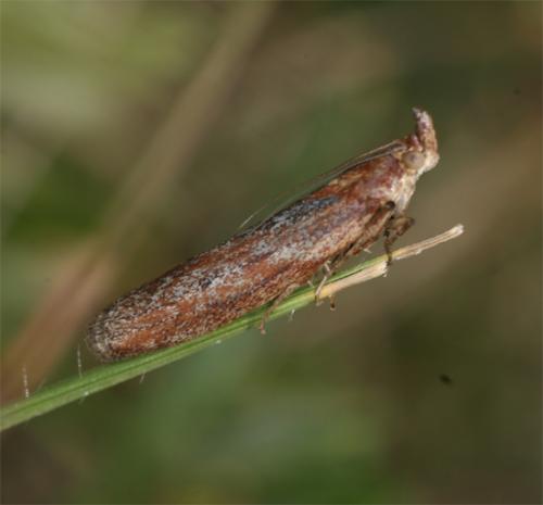 Selagia sp.