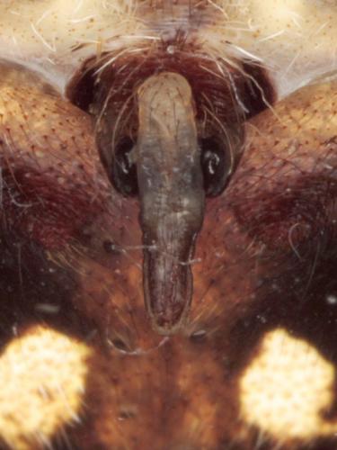 Araneus angulatus