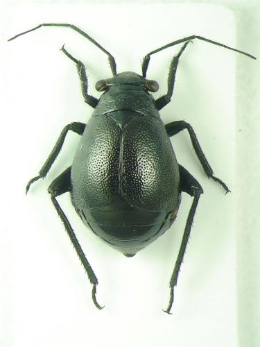 Euryopicoris nitidus
