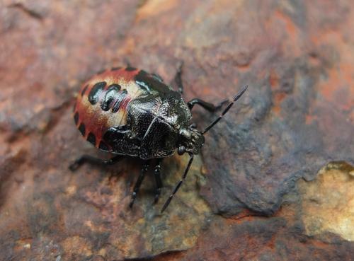 Rhacognathus punctatus