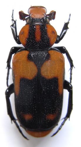 Clinterocera discipennis