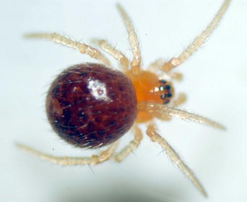 Ruborridion musivum