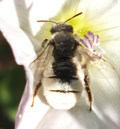 Réf. 107 602 : Systropha sp.