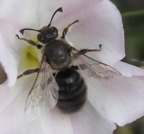 Réf. 107 829 : Systropha curvicornis
