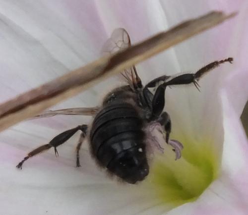 Réf. 107 936 : Systropha curvicornis