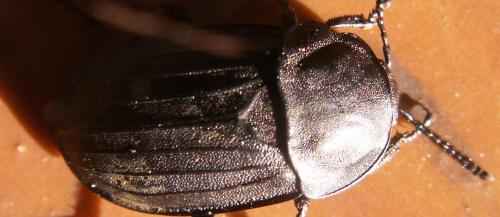 Silpha sp.