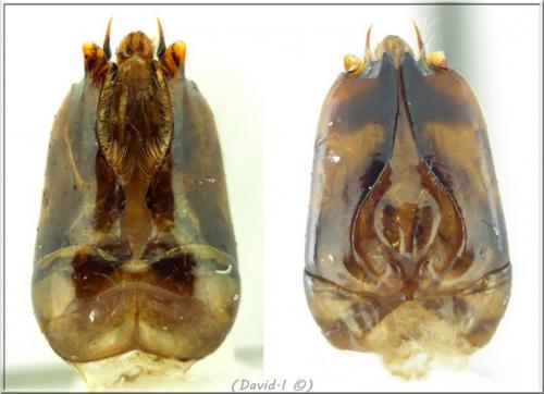 Dolichovespula sylvestris