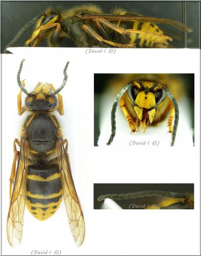 Dolichovespula media