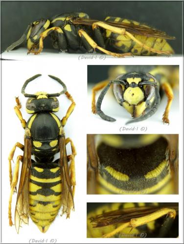 Vespula austriaca