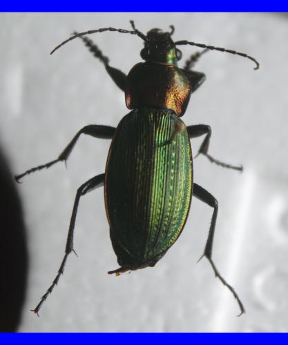 Carabus monilis
