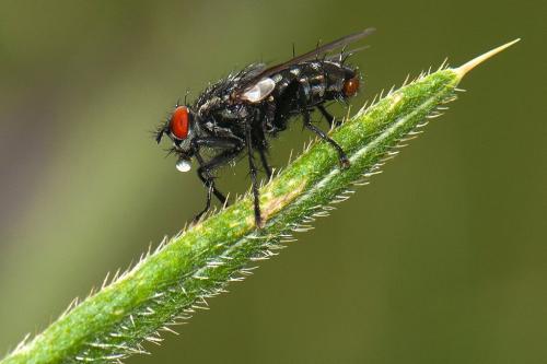 Sarcophaga sp.