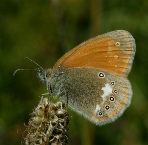 Réf. 107 175 : Coenonympha glycerion