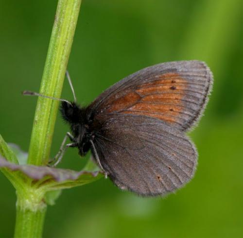 Erebia epiphron