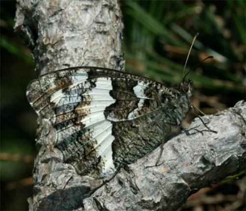 Brintesia circe