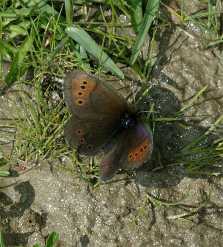 Erebia pandrose