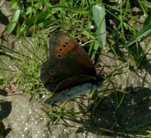 Erebia pandrose