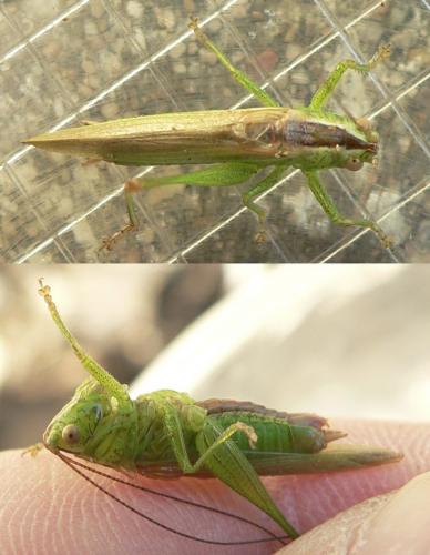 Conocephalus fuscus