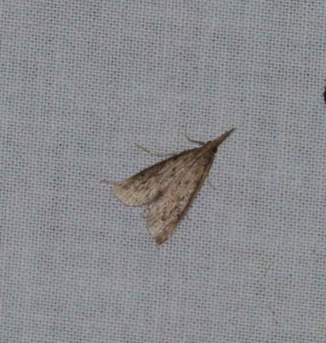 Réf. 107 654 : Schoenobius gigantella