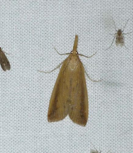 Réf. 107 655 : Schoenobius gigantella