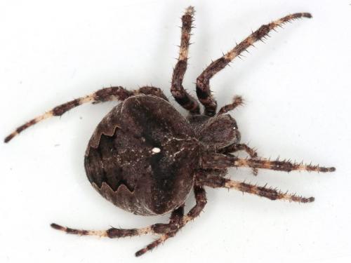 Araneus angulatus