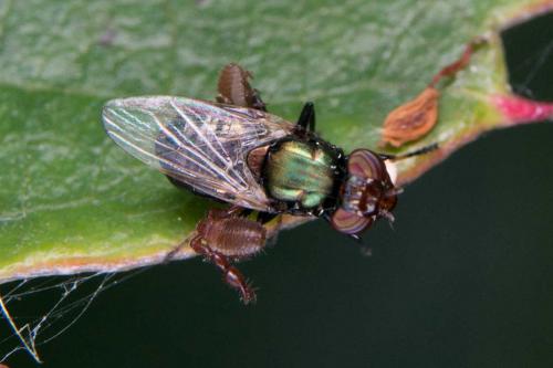 Réf. 107 282 : Physiphora alceae