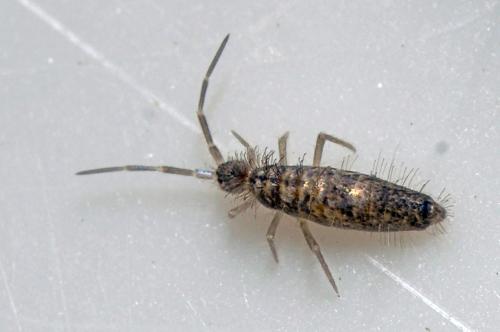 Réf. 107 228 : Seira domestica