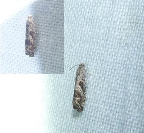 Selania leplastriana